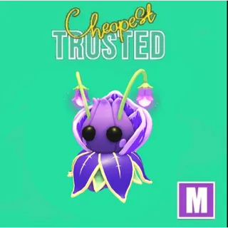 Violet Friend Mega
