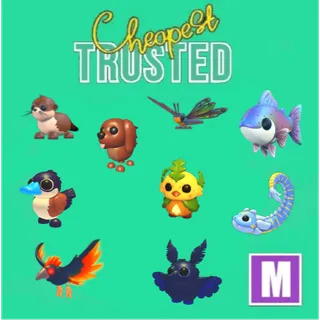 BUNDLE  SUMMER CAMP PET