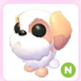 N Shih Tzu