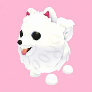 Samoyed
