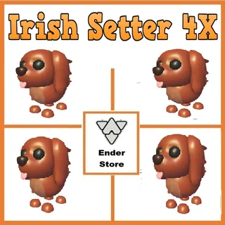 Irish Setter