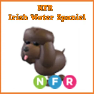 Pet | NFR Irish Water Spaniel