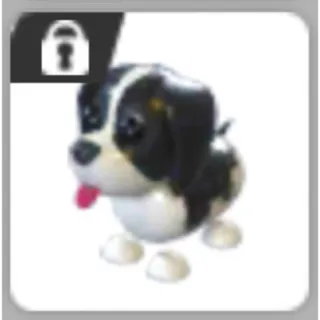 Black springer spaniel