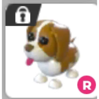 ride brown springer spaniel