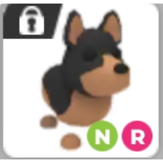 NR austrailian kelpie