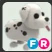 FR dalmatian