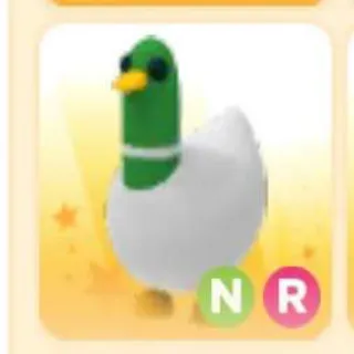 Pet | SILLY DUCK NR