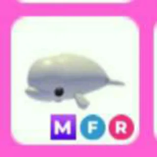 BELUGA WHALE MFR