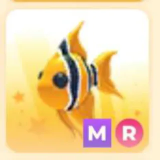 ANGELFISH MR