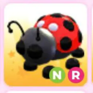 LADYBUG NR