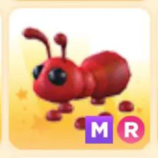 Pet | ANT MR