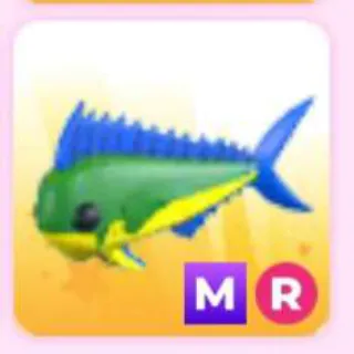 MAHI MAHI MR