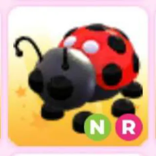 LADYBUG NR