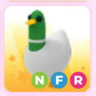 SILLY DUCK NFR