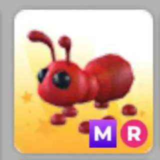 ANT MR