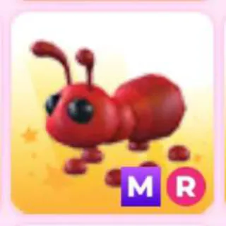 ANT MR