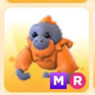 Pet | ORANGUTAN MR