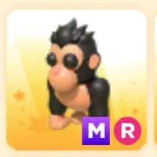 Pet | GORILLA MR