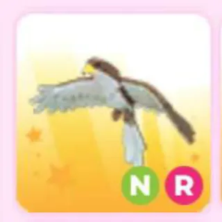 HAWK NR