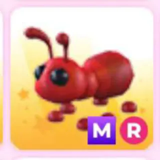 ANT MR