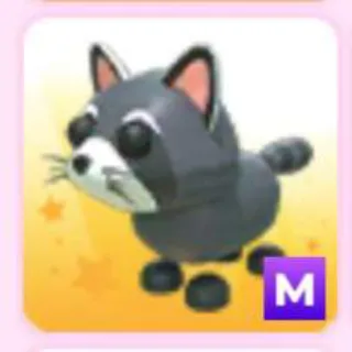 RACCOON M