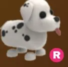 Dalmatian 