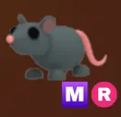 Rat MR