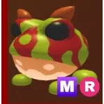Ornate Horned Frog MR