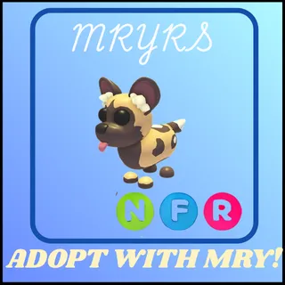 NFR AFRICAN WILD DOG
