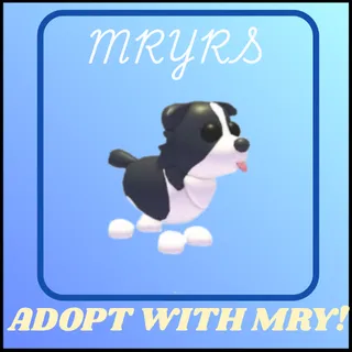 BORDER COLLIE