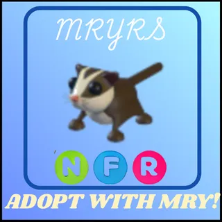NFR SUGAR GLIDER