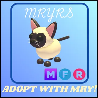 MFR SIAMESE CAT