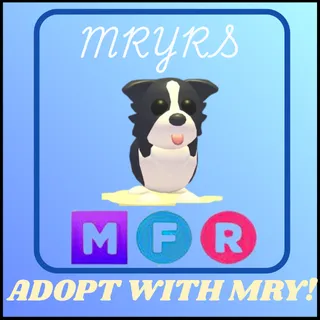 MFR BORDER COLLIE 