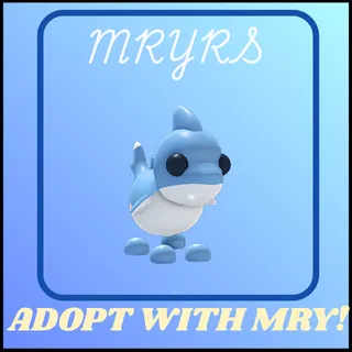 SHARK PUPPY 16X