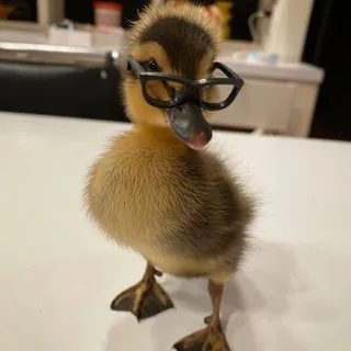 Duckyphile