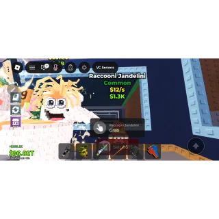 Raccooni Jandelini 12/s