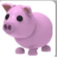 NP PIG 