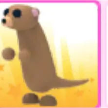 Meerkat Adopt Me