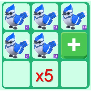 x5 Mega Blue Jay