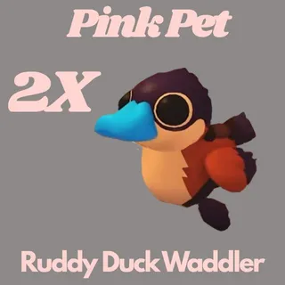Ruddy ducky 