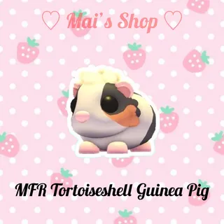 MFR Tortoiseshell Guinea Pig