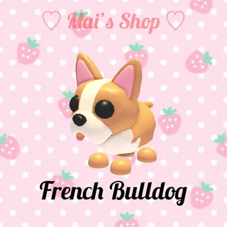French Bulldog