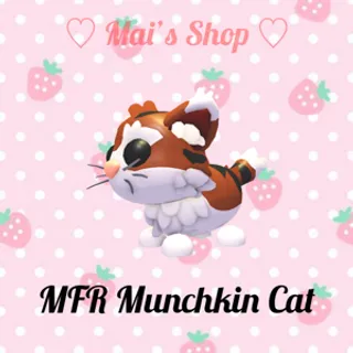 MFR Munchkin Cat