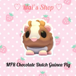 MFR Chocolate Dutch Guinea Pig