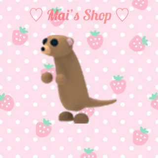 Meerkat