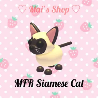 MFR Siamese Cat