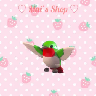 MR Hummingbird