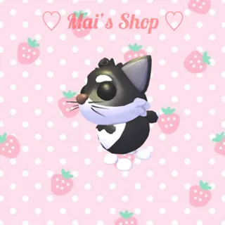 M Tuxedo Cat