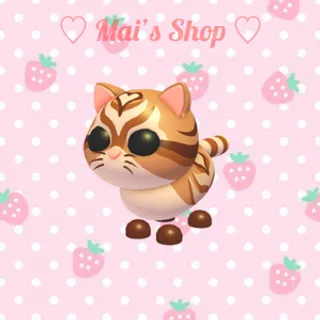 MR Catte