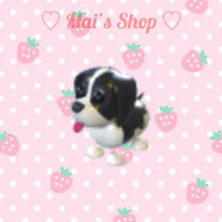 Black Springer Spaniel